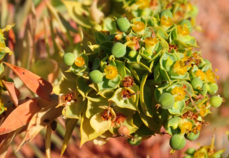 Euphorbia pithyusa subsp. pithyusa / Euforbia delle Baleari